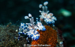 Harlequin shrimp waitying for a passing meal. by Thomas Richardson 